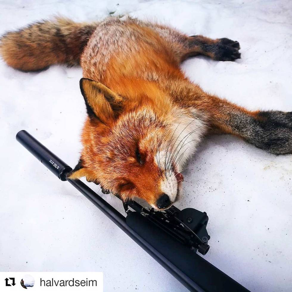 @halvardseim: Vellykka morsdag med @ceciliehammer86. Horev på åta, tatt med vmax 17hmr 2x homår, tatt i conibear 160 #åtejakt #revejakt #fox #martentrapping #marten #fellefangst #mår halvardseim