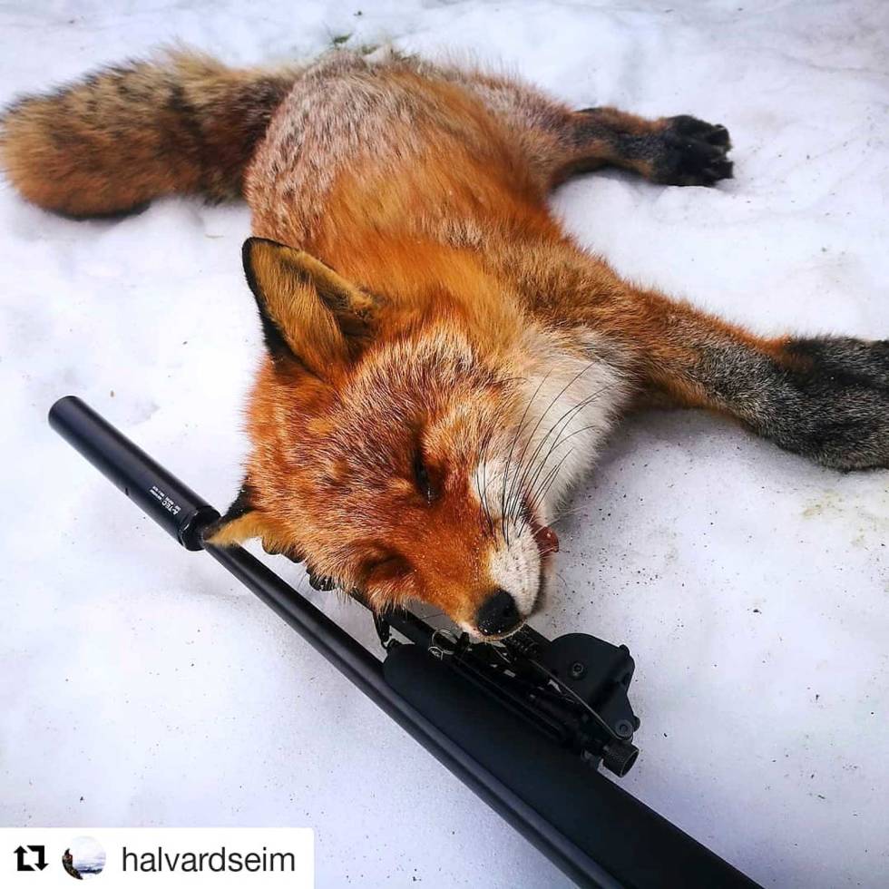 @halvardseim: Vellykka morsdag med @ceciliehammer86. Ho skaut rev på åta med vmax 17hmr. 2x mår, tatt i conniebear 160. #åtejakt #revejakt #fox #martentrapping #marten #fellefangst #mår halvardseim
