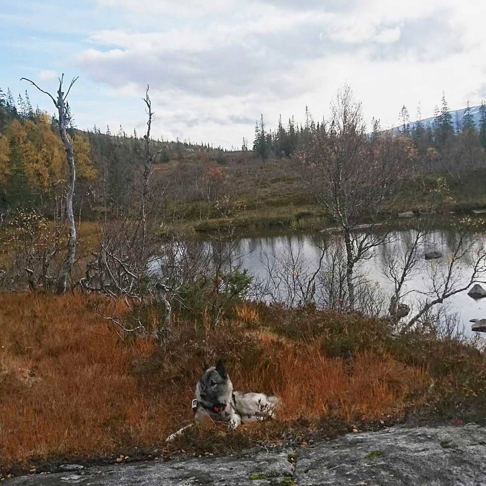 @halvorsenhunting: Trudde vell itte heilt det je såg da je vart trekt ut tell jakt i år og ærlig innrømt værtfall itte på det fineste terrenget som je har jakte på noen gong. Men Mosjøen og Skjørlegda, vi ses igjen og planlegginga er så vidt i gang #garminastro #friluftsliv #hunting #elgjakthund #elgjakt #pinewoodhunting #meopta #instahunt #norgesjakt #jaktbilder #jaktmedhund #normanorge #norwegianmoosehuntingdog #dinjaktbild #jaktmedhund #norskgråhund #hundfører Halvorsenhunting