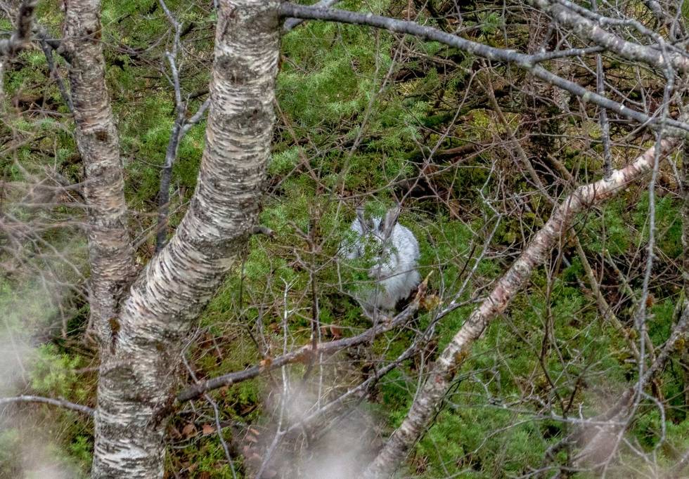 Avventer: Pus tar en pust i bakken og lar bikkjene slite litt, før det er på'n igjen. Harejakt-på-Askrova-3