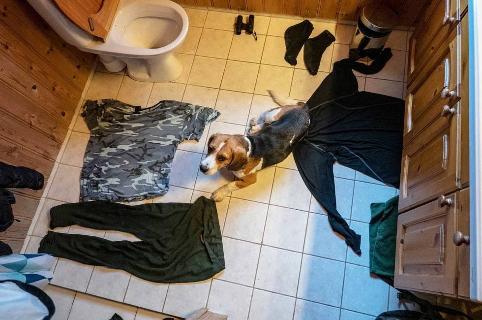 Tid for tørk: Etter fire dager har bikkjene også funnet ut hvor det er best tørk mellom slagene. Harejakt-på-Askrova-4