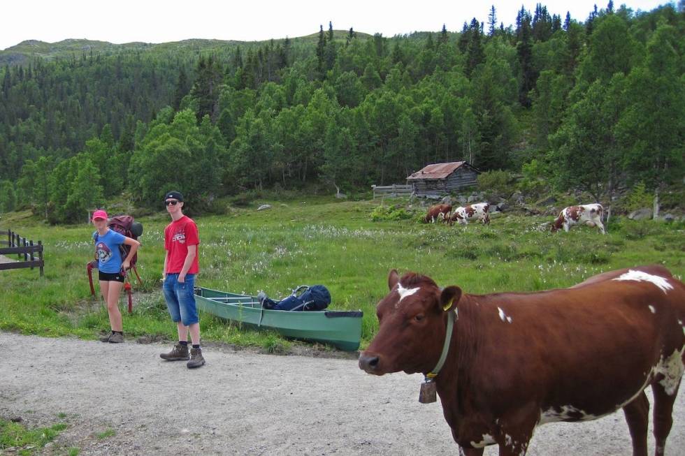 Padleturen begynner med å bære kanoen forbi undrende kuer. Foto: Erlend Larsen hB_LjiVw