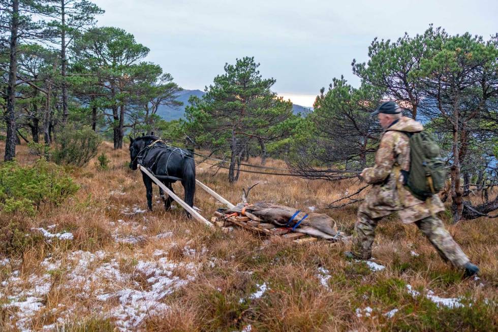 Effektivt: Det er ingen som protesterer på å få hjelp av Asbjørn og Fyrgutten når hjortebukken skal transporteres ut av terrenget. Hest-på-hjortejakt-11