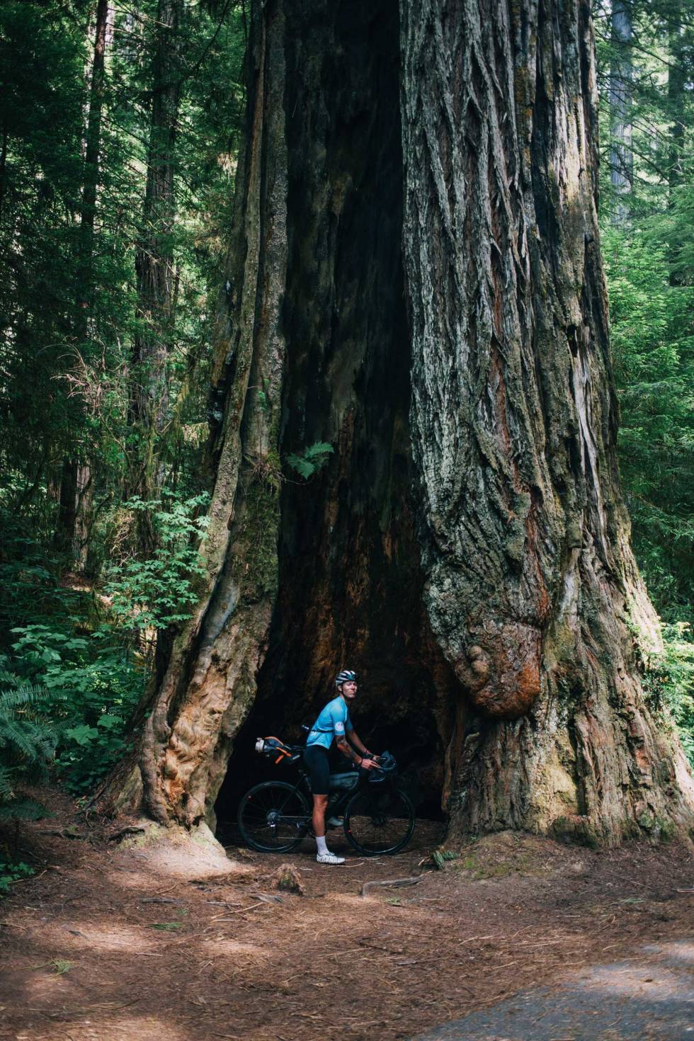 Kjempetre: Christian var i ekstase over den digre redwooden i Praire Creek Redwoods State Park i California. Han fant en megakongle han tok med hjem til familien. Highway-1-California-på-sykkel-4