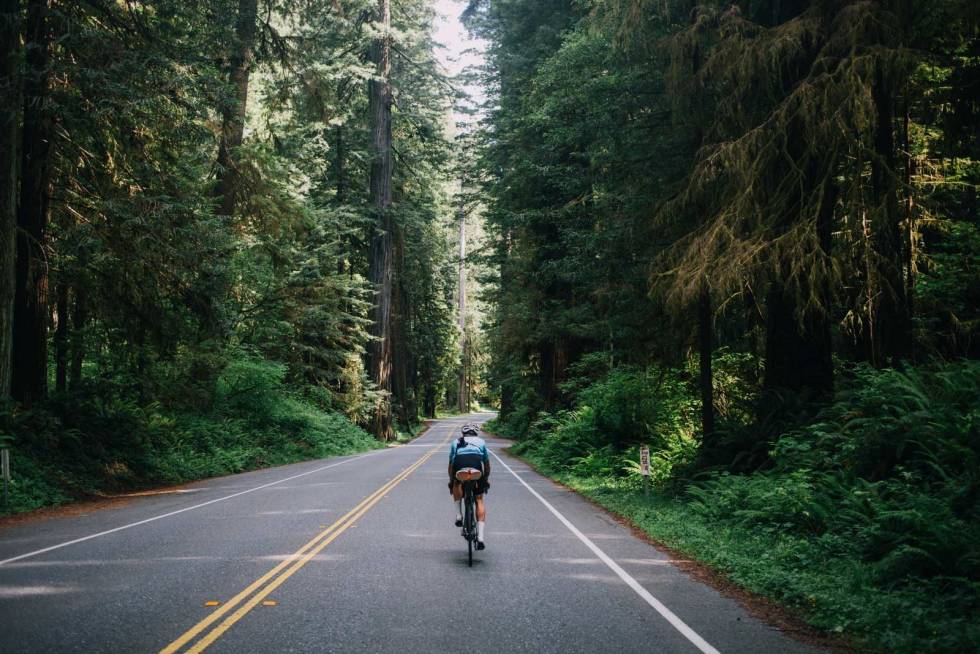 Avstikker: I nasjonalparken tok vi en avstikker for å sykle i skyggene fra enorme sequoiatrær. Highway-1-California-på-sykkel-5