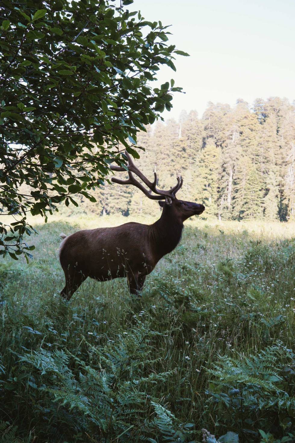 KOMPIS: På Elk Praire Campground er «elken», en blanding av elg og hjort, delvis tamme. Denne karen holdt oss med selskap. Highway-1-California-på-sykkel-7