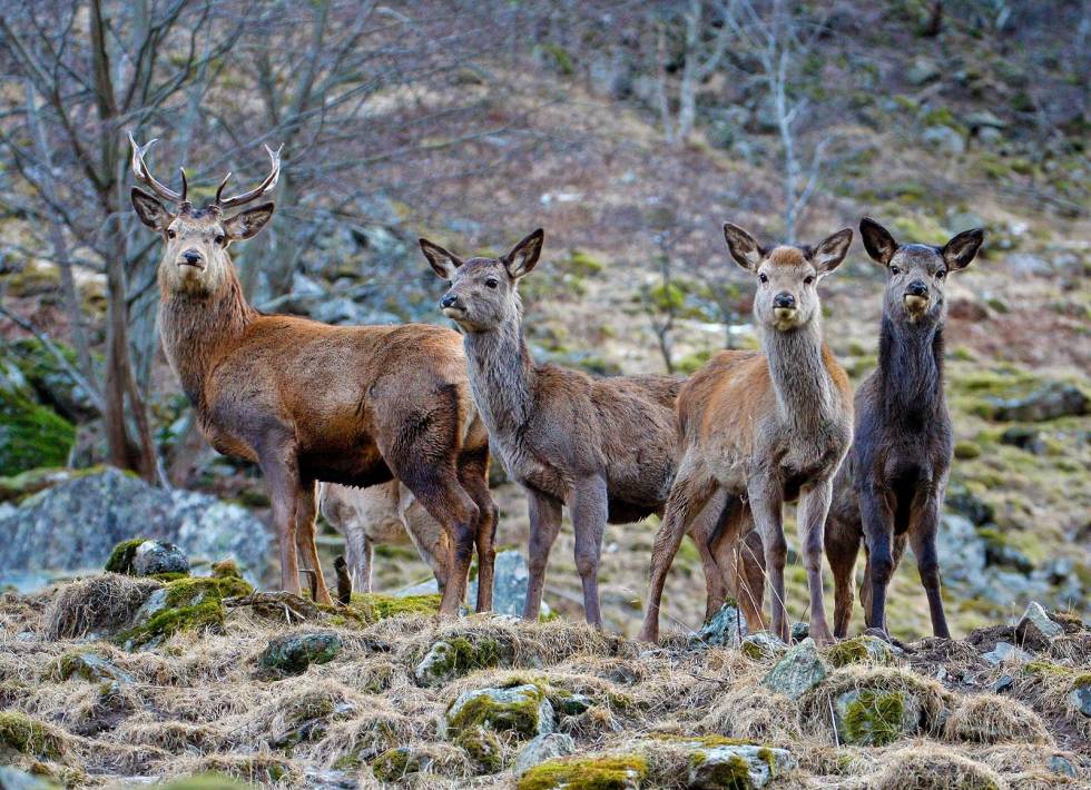 Tilvekst: Ung, sterk bukk samt flere ungdyr og kalver lover godt for framtidig jakt. Hjortejakt-4