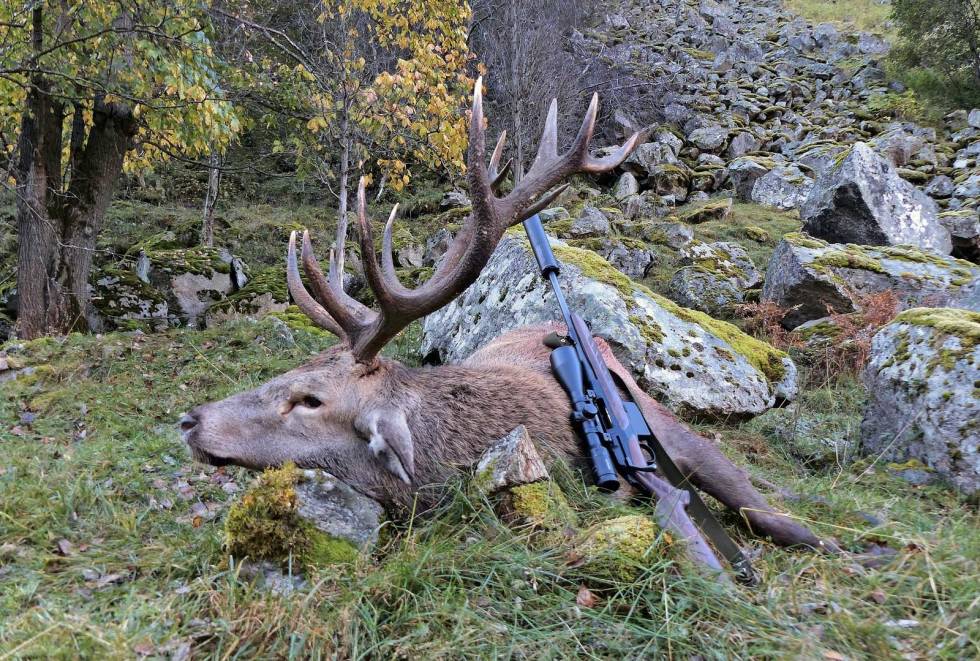 Uvirkelig: Her ligger drømmen til undertegnede. Fellingen av denne staselige 12-taggeren gjør fortsatt et sterkt inntrykk på jegeren. Hjortejakt-7