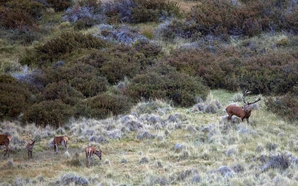 SISTE BRØL: Bukken snur seg etter tissepausen og brøler mot kollene... Hjortejakt-i-Argentina-Patagonia-7