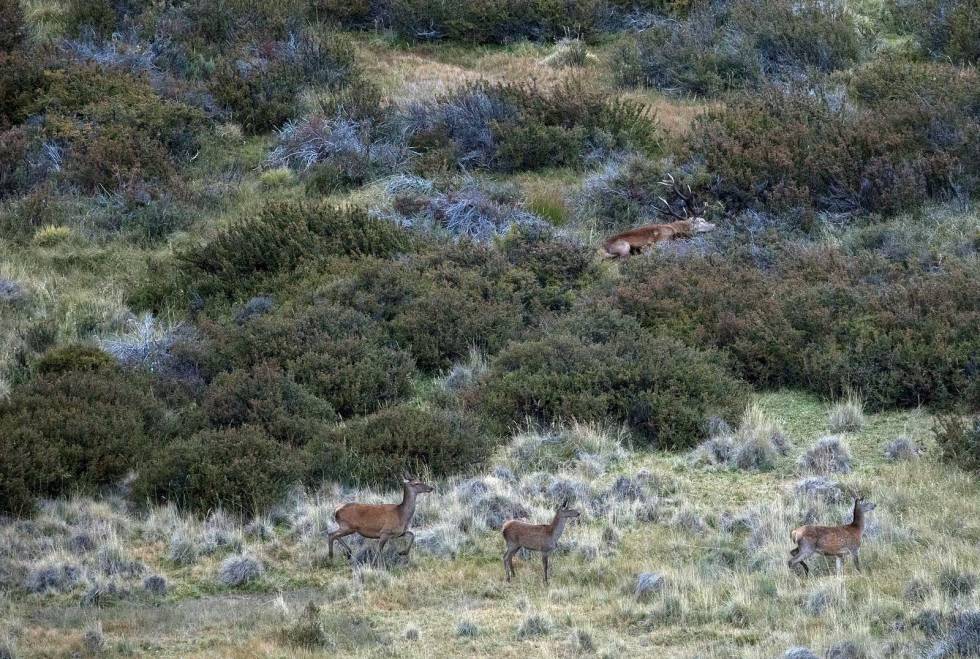 OPPFØLGER: ...før det oppfølgende skuddet slår den rett i bakken. Hjortejakt-i-Argentina-Patagonia-9