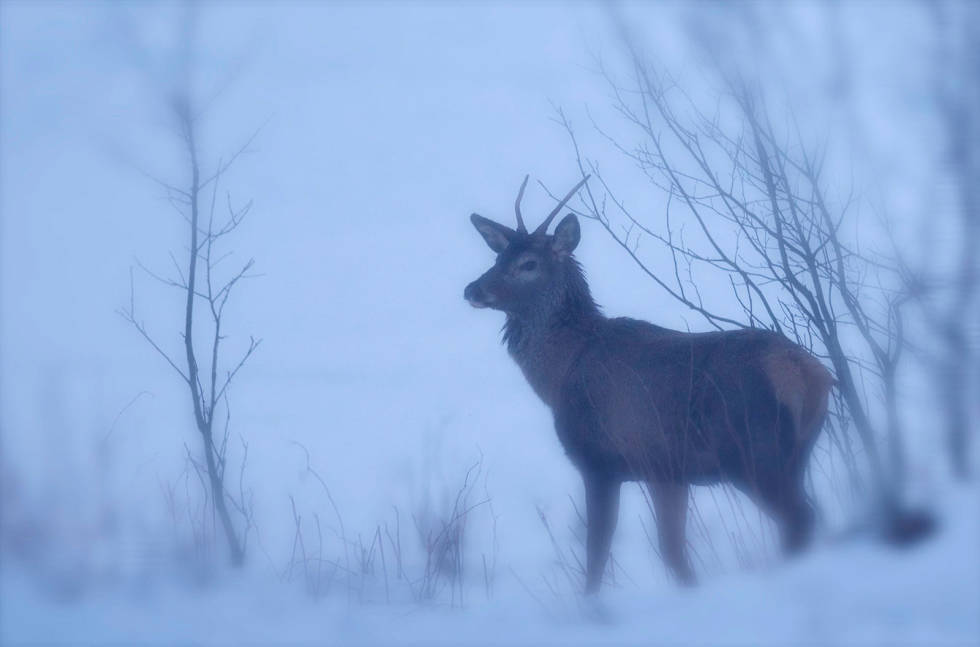 Ungbukk: Plutselig står den der, urørlig i det blasse lyset gjennom snødrevet. Hjortejakt-Nordmøre-2