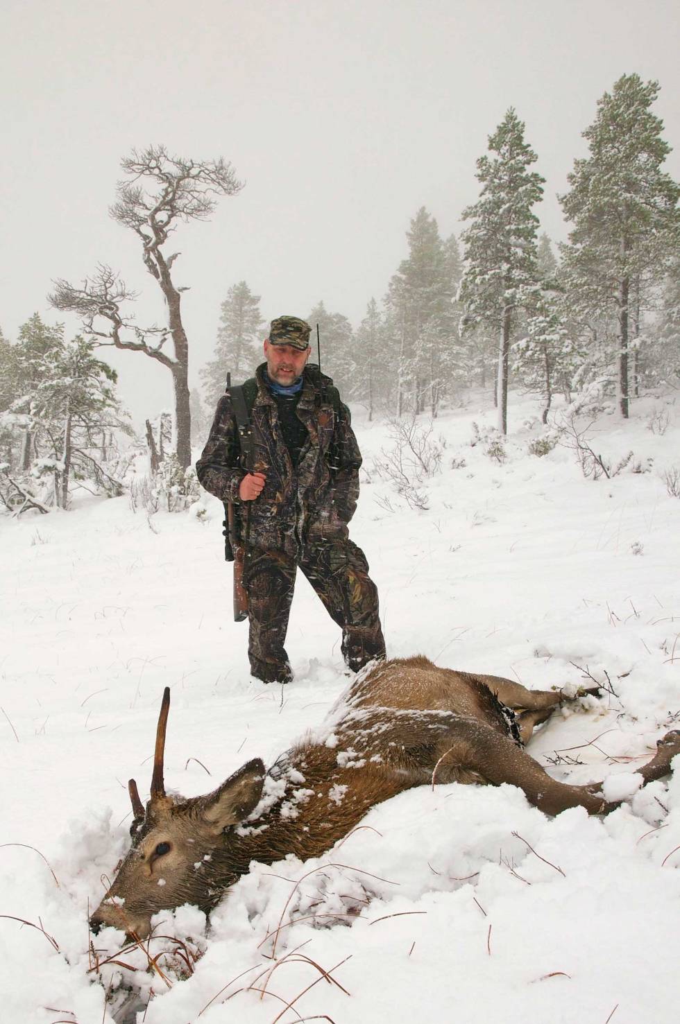 Tungt drev: Denne gang var det Ivar Dag Smiset som gjorde jobben og presset dyra opp lia. Jegeren på post fikk bukken ”servert” og er takknemlig. Her var det bare å løfte rifla og felle bukken. Hjortejakt-Nordmøre-3