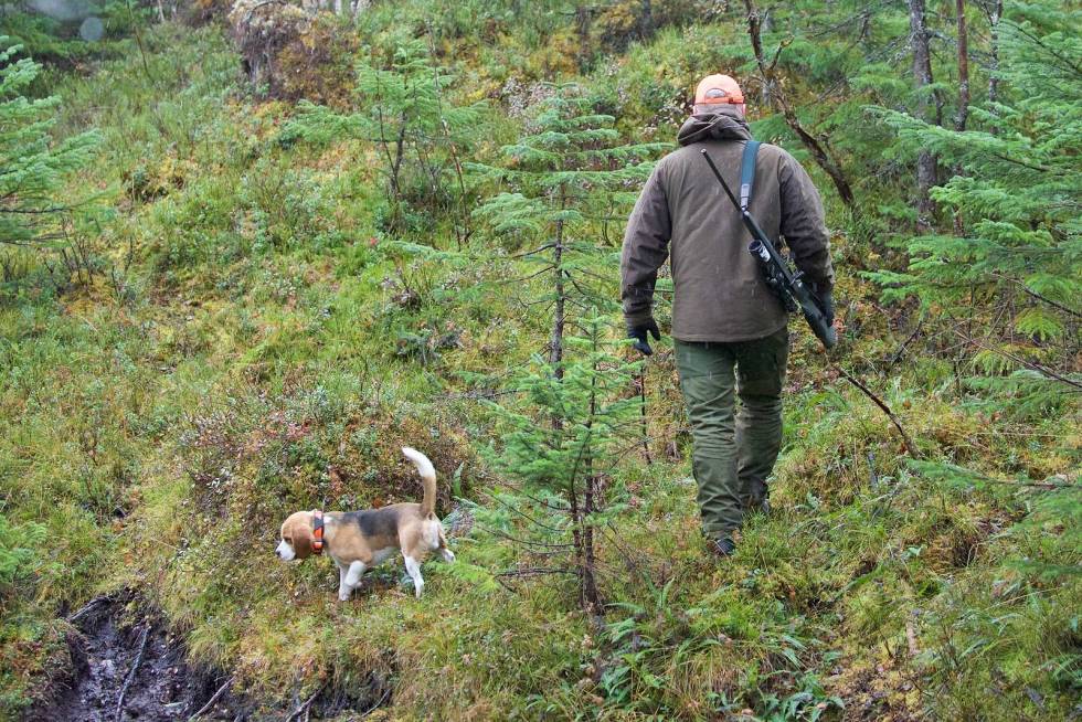 Flinke Fant: Den unge beaglen Fant gjør en imponerende god jobb alderen tatt i betrakning. Her ble det los både på elg, hjort og rådyr. Hjortejakt-Nordmøre-4