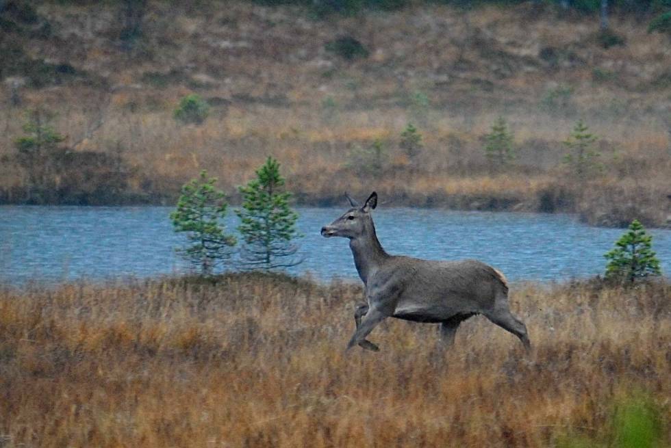 Hjort mot posten: Det er Sigbjørn Skar som har innerste post. Først kommer ei kolle aleine. Sigbjørn skyter og kolla blir liggende. Litt senere kommer kalven i en annen retning, og Sigbjørn feller den også. Hjortejakt-Torsknuken-2