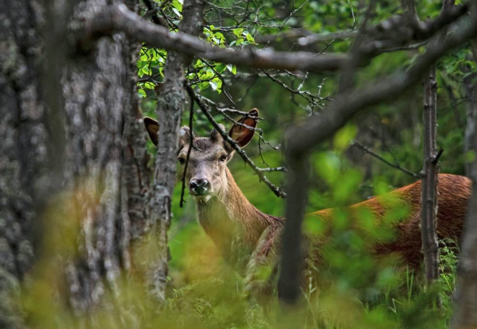 Hjort i sikte! Foto: Jo Stenersen Hjortejakt