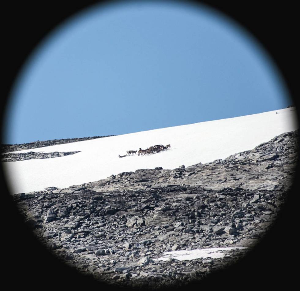 ROLIG PÅ BREEN: Flokken tar livet med ro på breen. Høyfjelljakt-Villrein-3