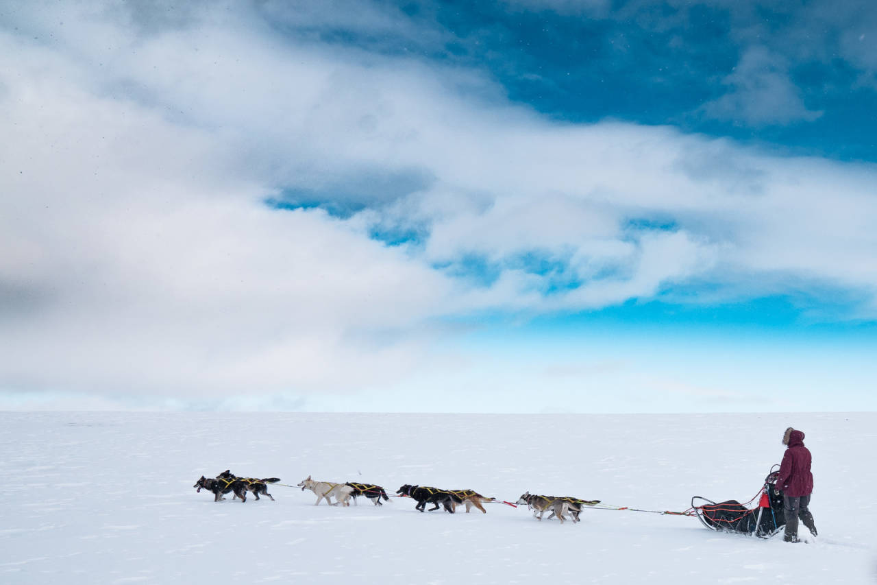 LANGDISTANSE: I roligere tempo gjerne på ubrøyta løyper eller scooterspor på vidda. Foto: Therese Norman Andersen hundekjøring