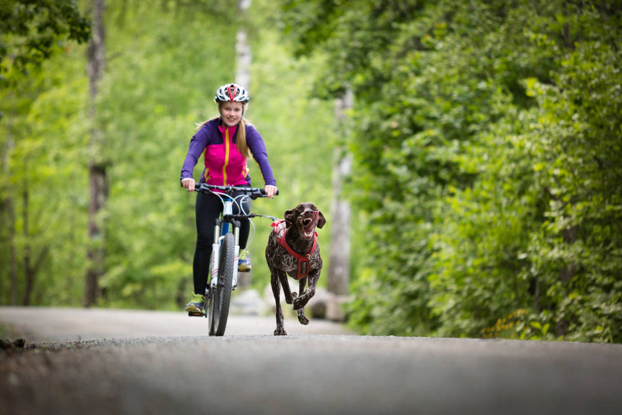 SNØRESYKLING: Er du glad i action, kan sykling med hund være en perfekt treningsform. Foto: Therese Norman Andersen hundetrening barmark