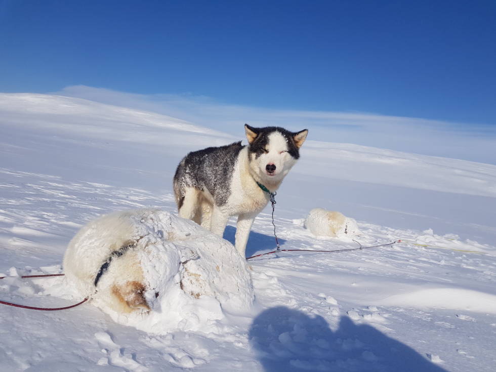 UNDER OPPLÆRING: Unghunden Sunny har enda en del å lære fra den eldre garde. Foto: Kjell-Harald Myrseth hundekjøring-kjell-harald-myrseth-trappers-farm
