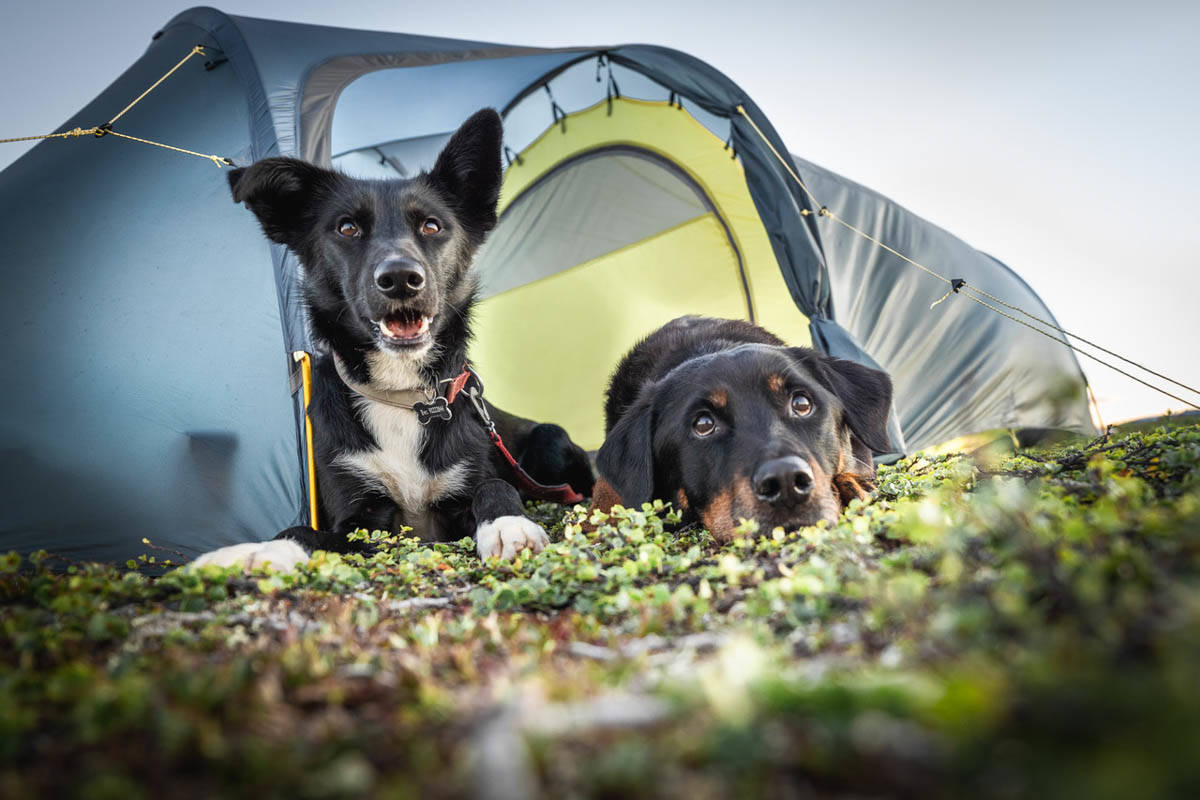 TELTHUNDER: Å tilegne hundene gode turegenskaper krever litt erfaring hos hundene, og bevisst trening fra deg for å få det slik du ønsker. Foto: Therese N. Andersen TELT HUNDER turnender