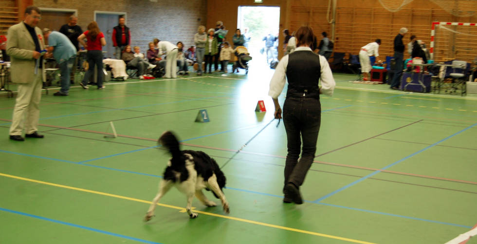 Motvillig: Hunden skal vise seg fram fra sin beste side, slik at dommeren kan bedømme bevegelighet og gemytt. En hund som motvillig går i ringen eller hopper til alle kanter, har ikke det beste utgangspunkt. Hundeskolen-Utstilling-av-hund-4