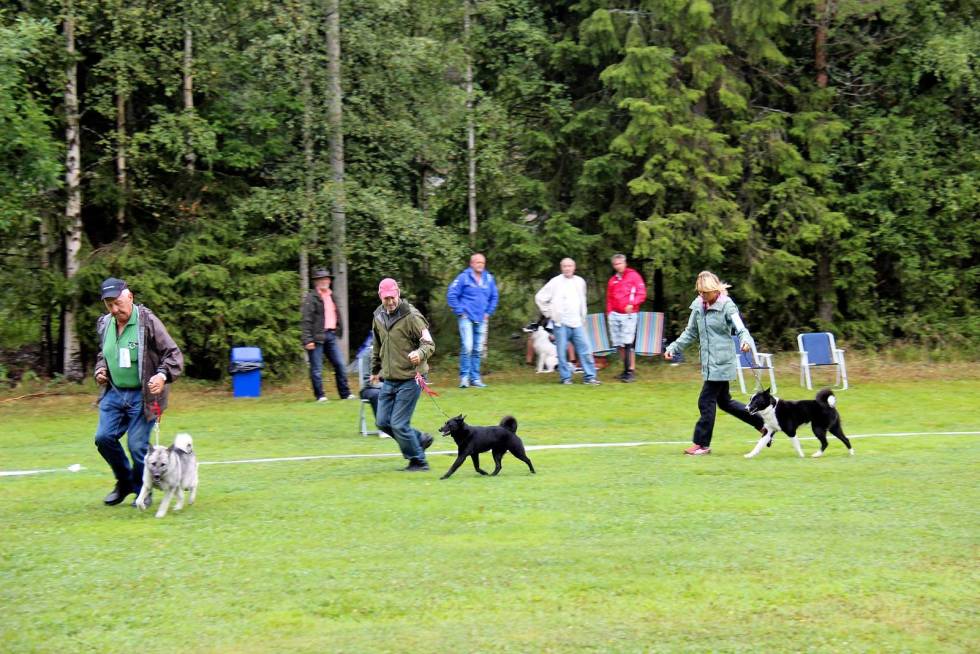 I ringen: Tren både deg selv og hunden på å gå i ringen. Da er hunden vant med situasjonen og vet hva den skal gjøre. Her fra jakthund-utstilling hos Båstad JFF. Hundeutstilling-3