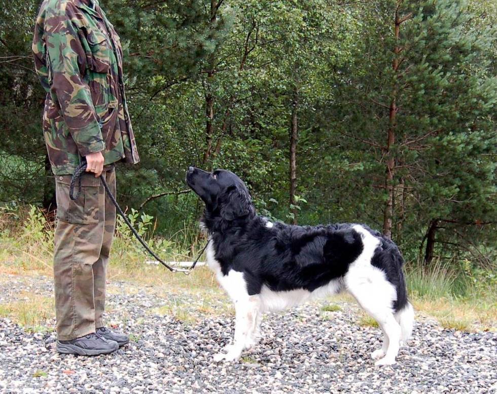Uformell: Klær kan utgjøre en stor forskjell i hvordan hund og helhet framstår. Hundeutstilling-5