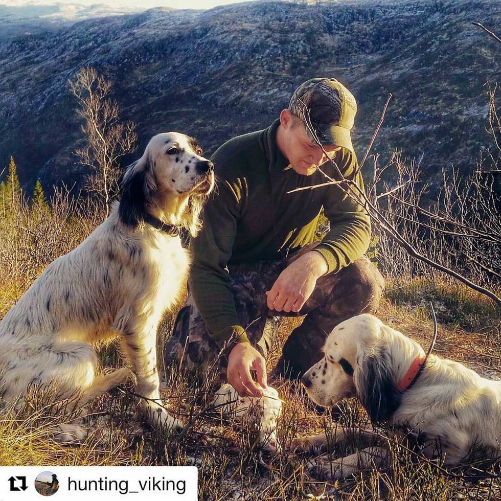 @hunting_viking: Jack vokser og vokser. Blir en kraftig kar ser det ut til. Så langt en meget behagelig type. De er iallfall forskjellige på hver sin måte, go'gutan! #engelsksetter #englishsetter #setteringlese #pointingdogs #instasetter #rypejakt #jaktforlivet #namdalen #norgesjegere #wildlife #jaktbilder #hunt Huntingviking