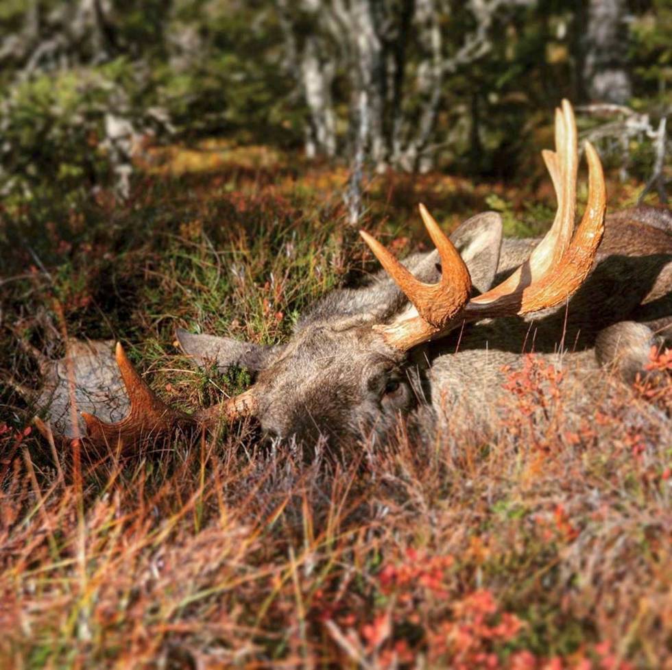huntingwithneg: Snøen smeltet endelig oppe hos oss også. Selv om man lengter litt til sommer og sol, er det høsten som savnes mest. Nå ser vi frem til å komme i gang med skytingen. I år skal vi også satse litt på leirduer for treningens skyld huntingwithneg