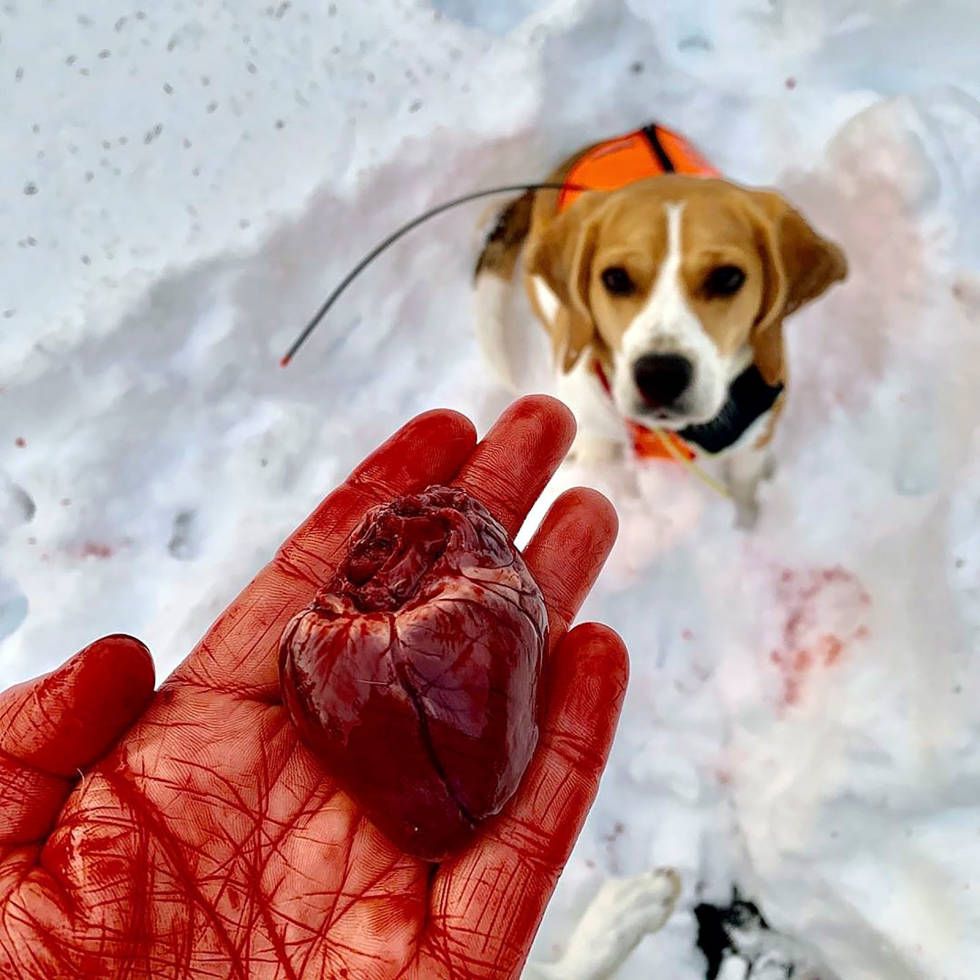 @jakt100: Nytt jaktår, nye muligheter. Vil takke alle mine samarbeidspartnere og lover å gi full gass i det nye året #norskejegere #jegere #jegerno #norgesjeger #nordichunter #huntinglife #markhusan #inatur #thegreatoutdoors #jegerno #beagle #huntingdogs Instajeger-Februar-2020-4