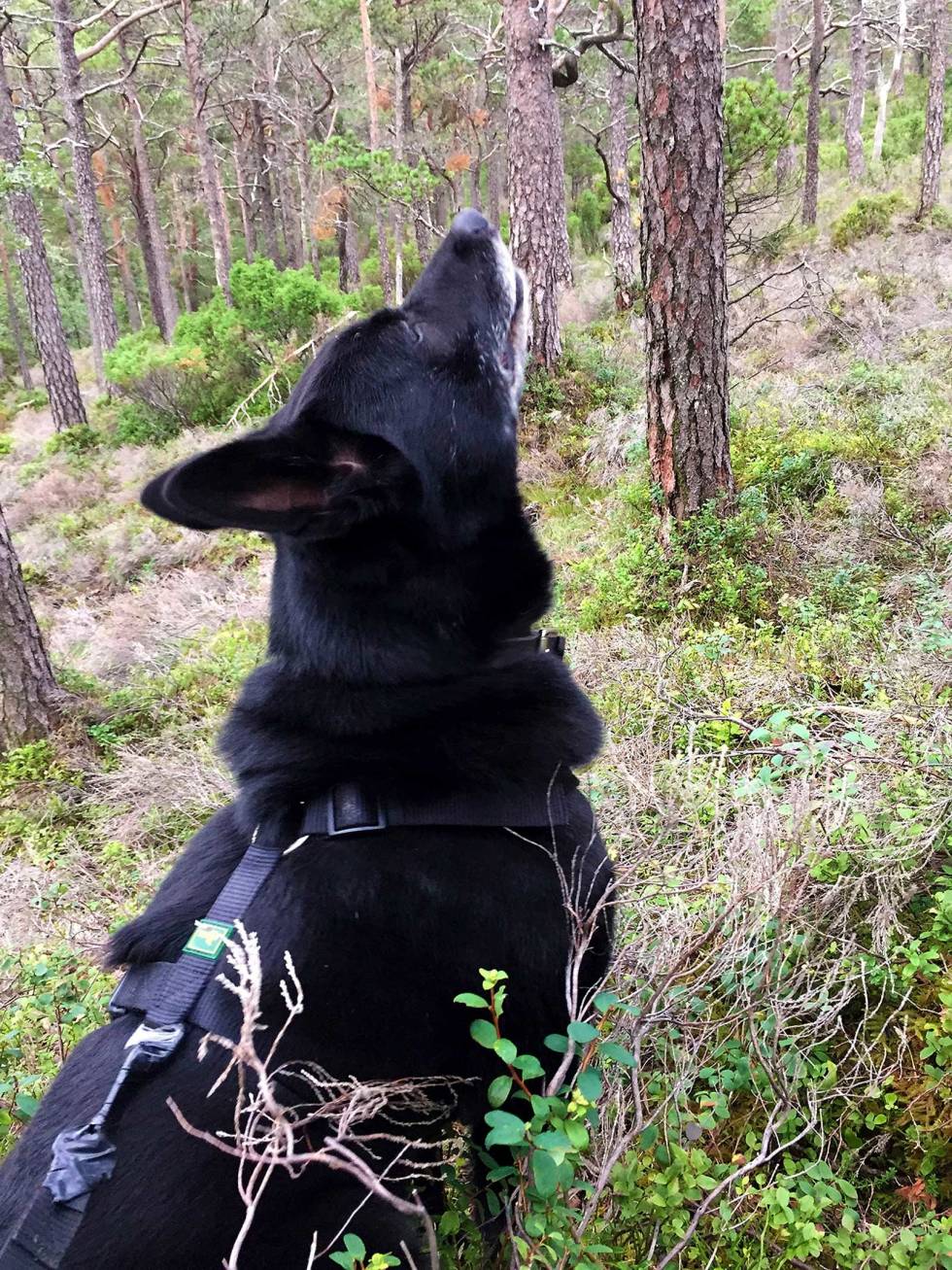KIKKERTSPANING: Selv om hundenesa er kompasset fram til hjorten, er det også viktig å bruke håndkikkerten flittig. Jakt-med-bandhund-2