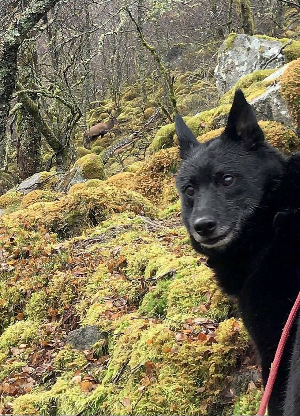 Hva fanden nøler i efter: Av og til er det vanskelig å forstå retta avskyting, synes Aron. Jakt-med-bandhund-3