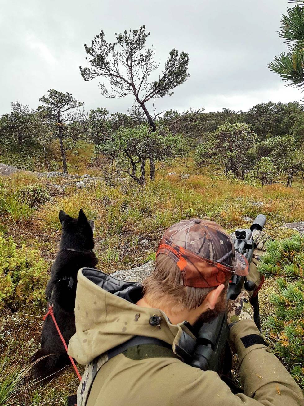 DEN SISTE METEREN: Uhyre sakte og forsiktig siger Åsmund opp til hunden som sitter høy som et fyrtårn og sitrer av spenning. Jakt-med-bandhund-6