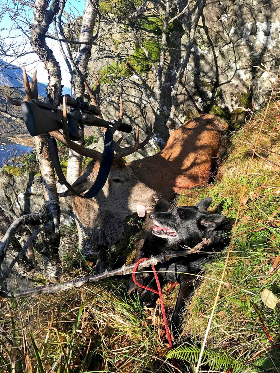 STORBUKK: Ekstra artig er det jo å lykkes med å felle en skikkelig storbukk i samarbeid med en erfaren svarthund. Jakt-med-bandhund-8