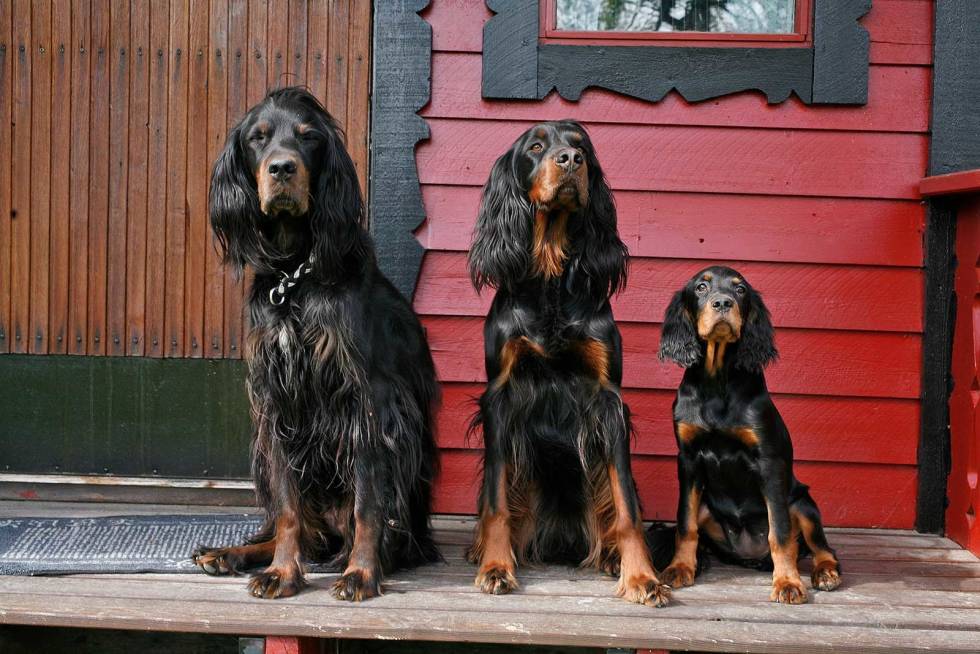 TRE GENERASJONER: Her er tre generasjoner med settere samlet til dyst på setra. Det er godt at yngre krefter står klare til å overta. Jakt-med-gammel-hund-10