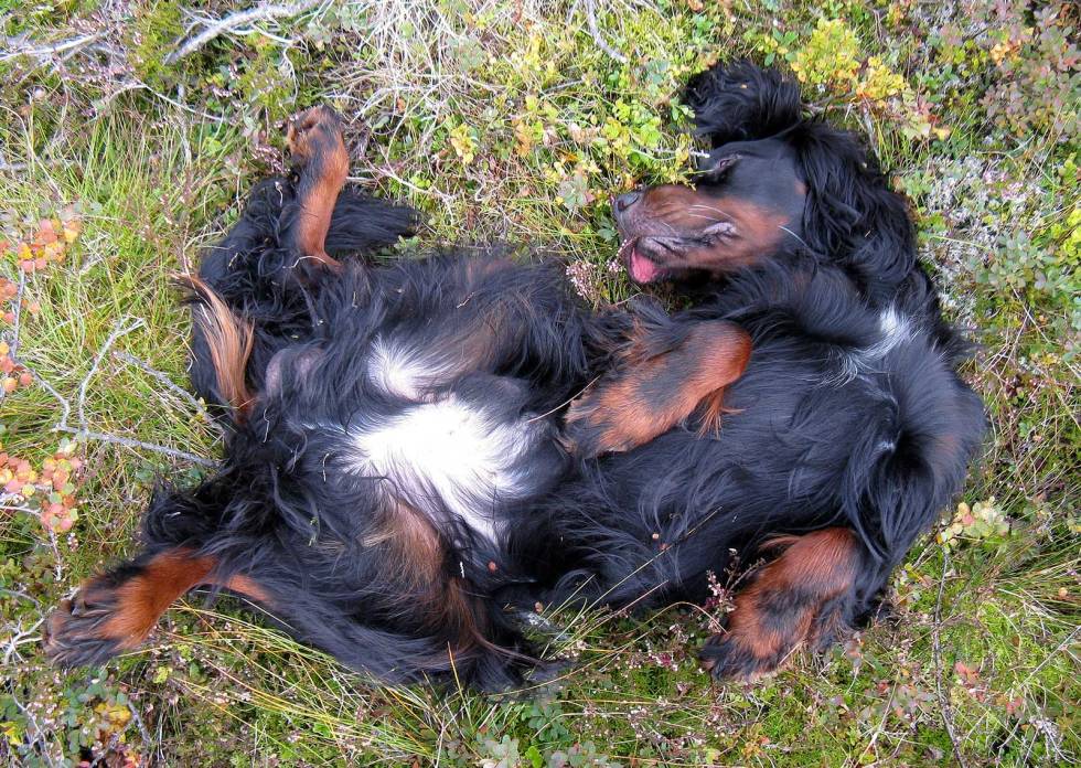 EKSTRA HVIL: Det kan være godt for den gamle hunden å gå kortere økter i fjellet og hvile mellom slagene. Jakt-med-gammel-hund-2