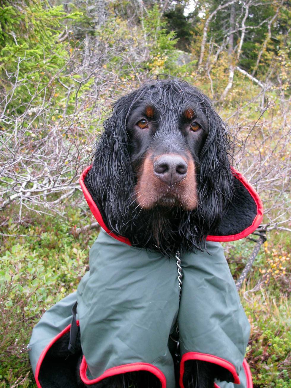 PASS GODT PÅ: Uansett alder er det veldig fornuftig å kle på hundene et varmedekken under lengre pauser i fjellet. Jakt-med-gammel-hund-3