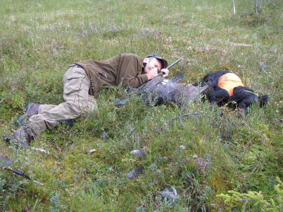 ETTER KAMPENS HETE: Etter mange timers jakt i tungt myrlende, gjør gammeltiuren en feil og flyr rett inn i en haglsverm. Både hund og jeger må ta en fem-minutter etter adrenalinsjokket! Jakt-med-gammel-hund-6