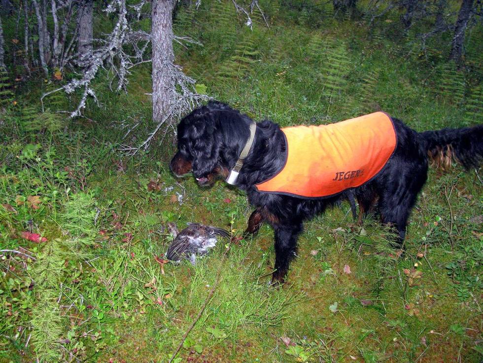 DEN FØDTE APPORTØR: En del gordonsettere har nærmest medfødt lyst og evne til å hente felt fugl, en uunnværlig evne for human jakt. Jakt-med-gammel-hund-7