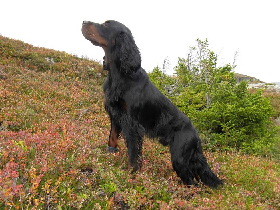 GODE MINNER: Gammelhunden som beholdt roen selv om det formelig sprutet opp med orrfugl og resultatet ble en herlig doublè. Jakt-med-gammel-hund-9
