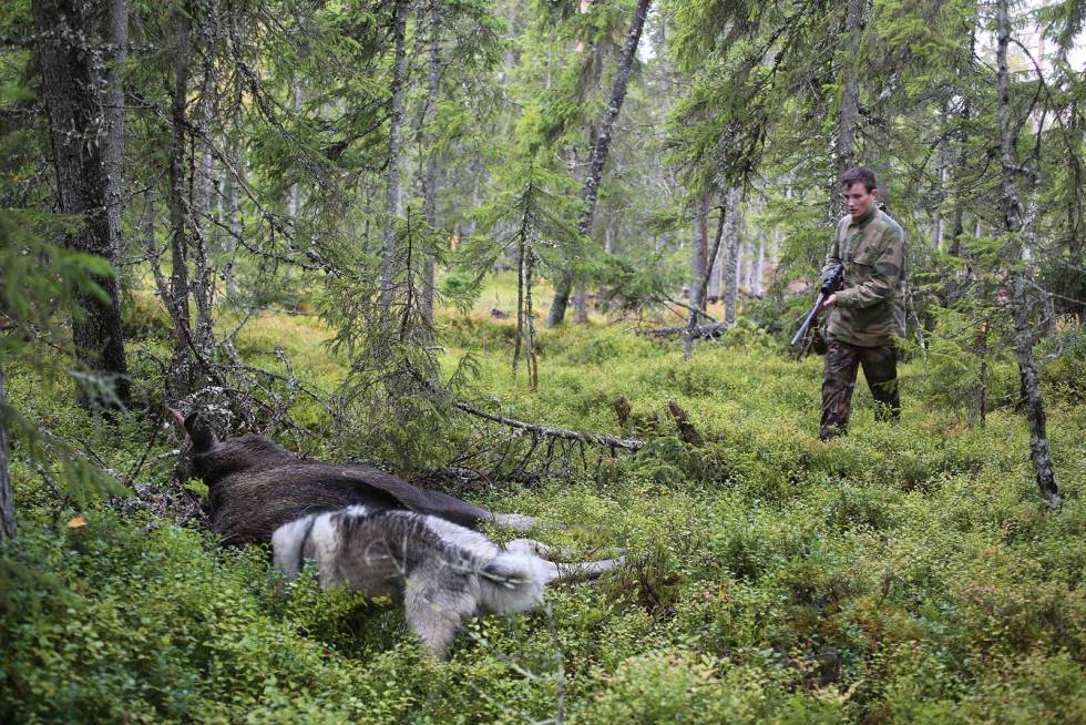 PÅ EGNE BEN: Det er en fantastisk opplevelse for unge jegere å felle sitt første storvilt på egen hånd! Jaktens-fremtid-2