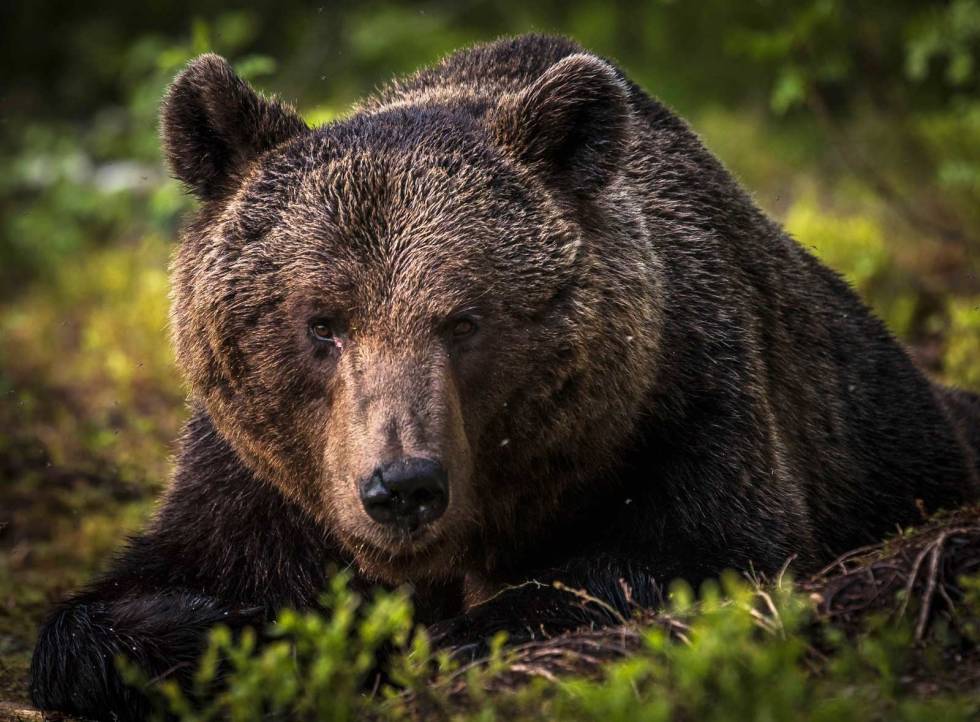 Krever mot: Det å stå ansikt til ansikt med en vill bjørn for første gang er mentalt krevende for en hund. Da er det viktig at hunden er forberedt og i form. Jakthund-Bjørnejakt-6