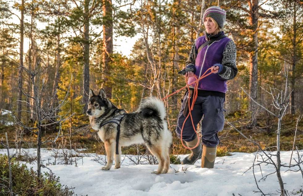 Dreven ekvipasje: Åse Stenersen med gammelhunden Børte sporer bjørn i Pasvik på leting etter hår og møkk for DNA-kartlegging. Jakthund-Bjørnejakt-7