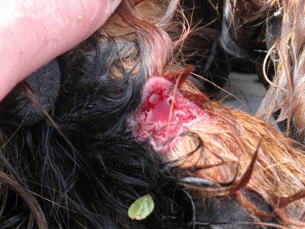 RASK HJELP: Kutt kan oppstå på jakt. Dette måtte sys ute i felten. Jakthund-Førstehjelp-veterinærtips-3