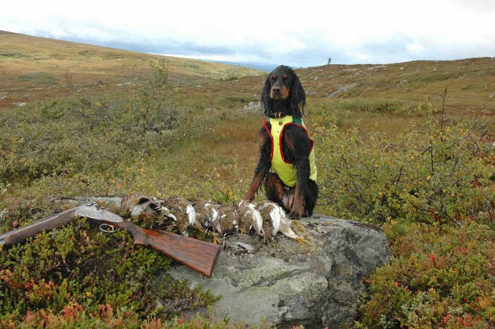 O'LYKKE: Ingenting er vel bedre enn en vellykket jaktdag og en skadefri hund. Forebygging og en kjapp sjekk i alle pauser er viktige stikkord her. Jakthund-Førstehjelp-veterinærtips-6