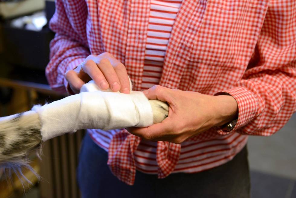 IKKE FOR STRAMT: Veterinær Michelle Svae bandasjerer en pote som har fått et kutt. Pass på at du ikke surrer for stramt, slik at du hindrer sirkulasjon. Jakthund-Førstehjelp-veterinærtips-8