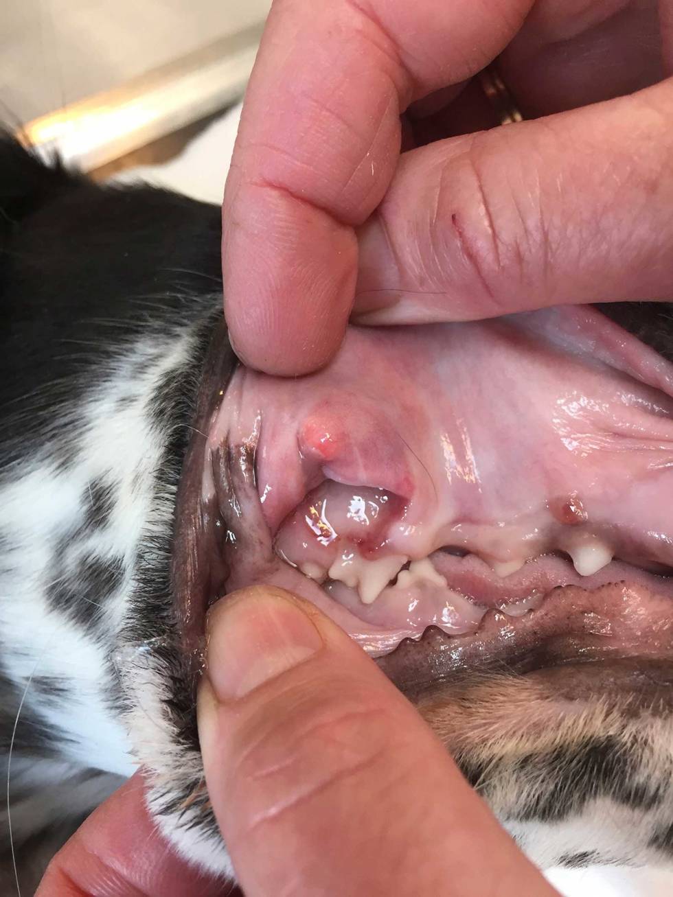 MUNNSKADE: Hunder kan få skade i munnhulen av ting de tygger på, enten det er kvister eller bein. Det er utrolig hva hunder kan svelge eller sette fast i tenner eller svelg. Jakthund-Førstehjelp-veterinærtips-9