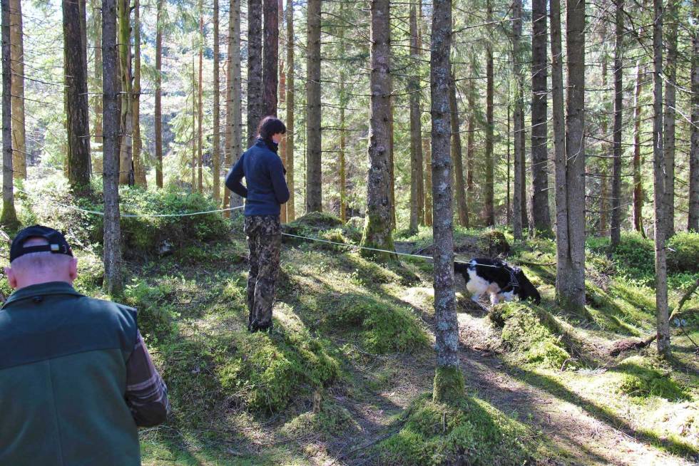 Ikke slipp: Når man går blodsporprøve er det viktig at fører ikke slipper lina uten å ha klarert med dommer på forhånd at det er lov. Jakthund-Forberedelse-til-sporkurs-2
