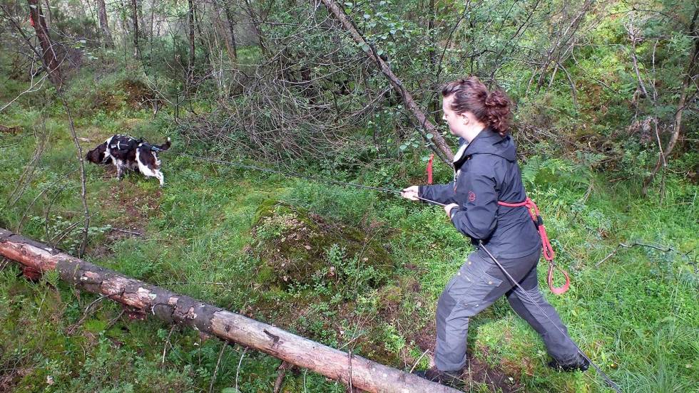 Fint driv: Det er viktig at hunden har et fornuftig tempo slik at du er i stand til å gjøre en jobb hvis dere finner et skadet dyr. Jakthund-Haugalandet-3