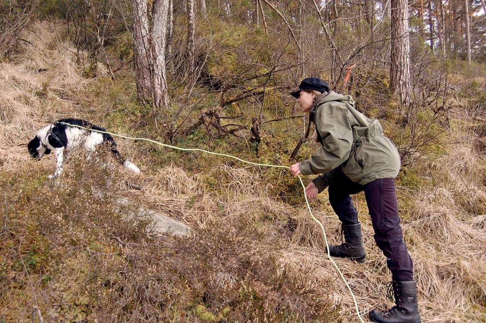 Første skritt: Unghunden har fått ferten av det første sporet og begynner å følge på. Ros forsiktig, men pass på at du ikke forstyrrer. Jakthund-Haugalandet-5